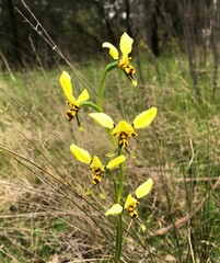 Diuris