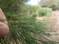 Callitris glaucophylla