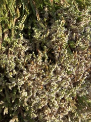 Racomitrium elongatum