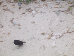 Geospiza acutirostris