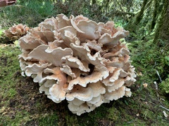 Bondarzewia kirkii