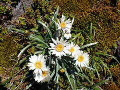 Celmisia major brevis