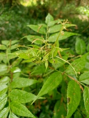 Sambucus gaudichaudiana