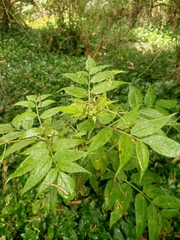 Sambucus gaudichaudiana