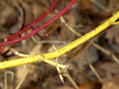Cornus sanguinea