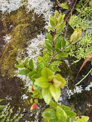 Metrosideros robusta