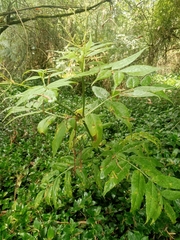 Sambucus gaudichaudiana