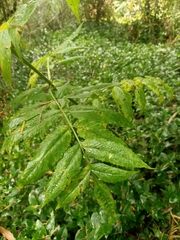 Sambucus gaudichaudiana