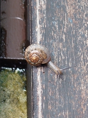 Bradybaena similaris