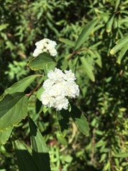 Spiraea