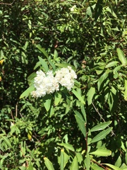 Spiraea