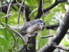 Rhipidura fuliginosa