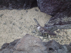 Mimus parvulus