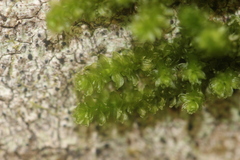 Cladomnion ericoides