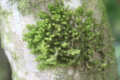 Cladomnion ericoides