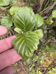 Cercocarpus betuloides blancheae
