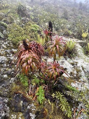 Dracophyllum traversii