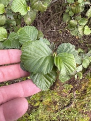 Cercocarpus betuloides blancheae