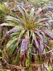 Dracophyllum traversii