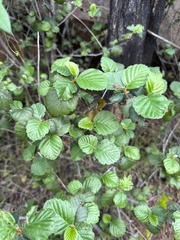 Cercocarpus betuloides blancheae