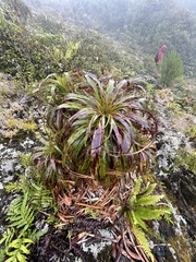 Dracophyllum traversii