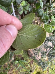 Cercocarpus betuloides blancheae