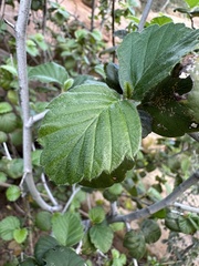 Cercocarpus betuloides blancheae