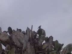 Mimus parvulus