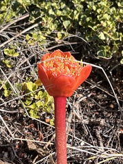 Haemanthus coccineus