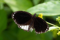 Euploea eichhorni