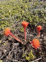 Haemanthus coccineus