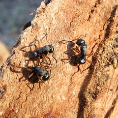 Polyrhachis femorata