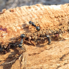Polyrhachis femorata
