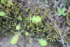 Leptinella squalida squalida