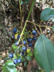 Cissus hypoglauca