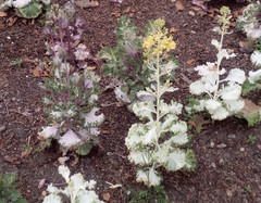 Brassica oleracea acephala