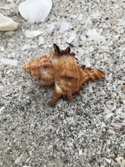 Chicoreus cornucervi