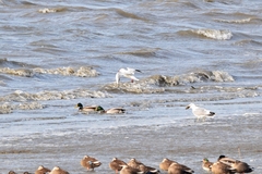 Chroicocephalus ridibundus