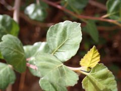 Rhus aromatica simplicifolia