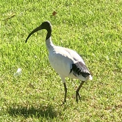 Threskiornis molucca molucca