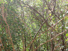 Rhus aromatica simplicifolia