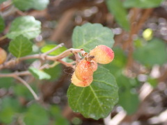 Rhus aromatica simplicifolia