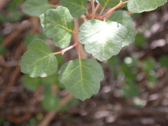 Rhus aromatica simplicifolia