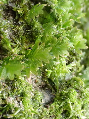 Fissidens taxifolius