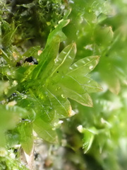 Fissidens taxifolius
