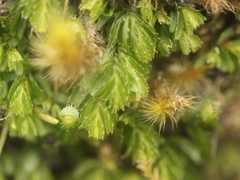 Hymenophyllum minimum