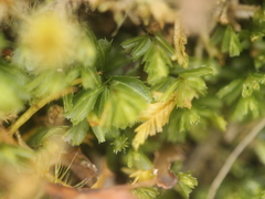 Hymenophyllum minimum