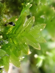Fissidens taxifolius