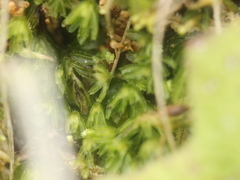Hymenophyllum minimum