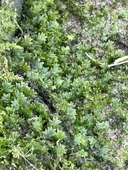 Fissidens taxifolius
